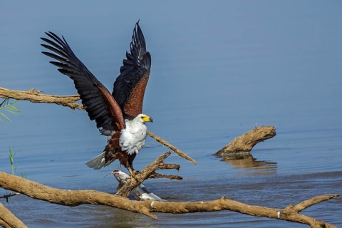 African Fish Eagle (Haliaeetus vocifer), Africa, Zambia, Zambia, hunting, prey, fish
