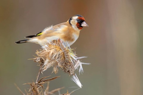 Goldfinch, goldfinch, (Carduelis carduelis), biotope, habitat, foraging, perch, Worms,