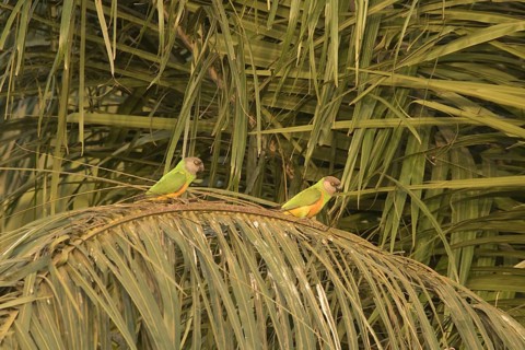 Senegal Parrot (Poicephalus senegalus), Gambia