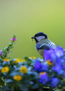 Great Tit (Parus major) with a caterpillar in its beak, Baden-Wuerttemberg, Germany