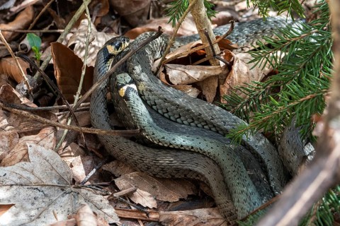 Snake, two grass snakes (Natrix natrix), young animals, Oberallgäu, Allgäu, Bavaria, Germany