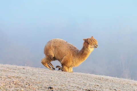 Alpaca (Vicugna pacos), white animal, adult animal, female animal, laying down, frost-covered