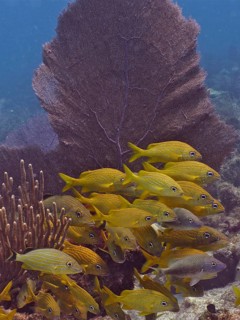 French grunt (Haemulon flavolineatum)