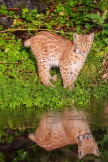 A young lynx (Lynx lynx) stands by a pond in which it is reflected
