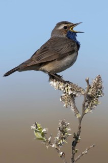 Bluethroat (Luscinia svecica cyanecula) singing, Texel, Netherlands