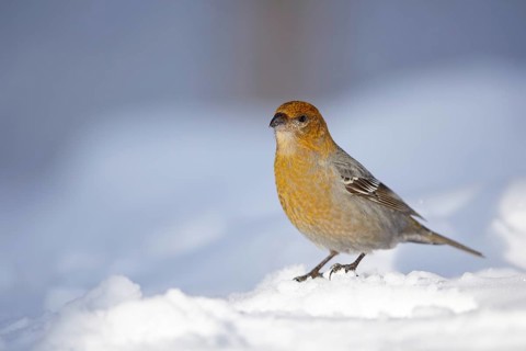 Pine Grosbeak (Pinicola enucleator) female on snow, Lapland, Finland