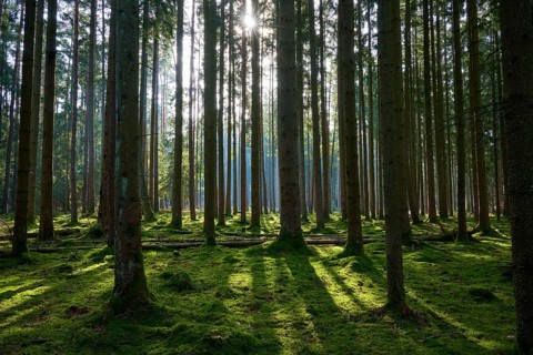 Densely overgrown forest with sunbeams falling through the treetops, Mudau, Odenwald,