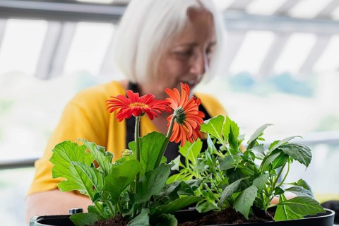 An elderly woman tends to vibrant gerbera daisies in a home garden. The scene reflects peaceful