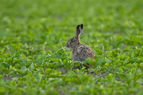 European brown hare (Lepus europaeus) adult animal in a sugar beet crop farmland field in summer,