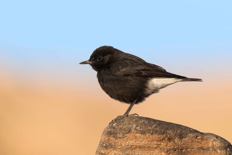 Mourning Wheatear (Oenanthe lugens warriae) perched on a stone, Eilat, Israel