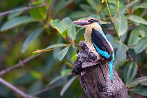 Kingfisher, (Halcyon malimbica), Animals, Birds, Kingfisher family, Africa, Kotu creek canoe trip,