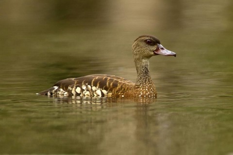 Spotted Whistling Duck (Dendrocygna guttata), Queensland, Australia