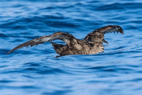 Sooty Shearwater (Ardenna grisea) flying, Eilat, Israel