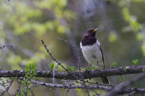 Black-throated Thrush - Schwarzkehldrossel - Turdus atrogularis, Kazakhstan, 2nd cy male