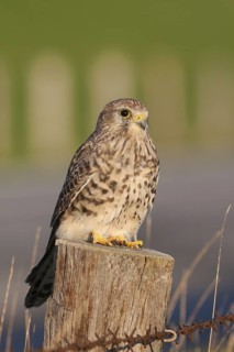 Common Kestrel (Falco tinnunculus) juvenile, Schleswig-Holstein, Germany
