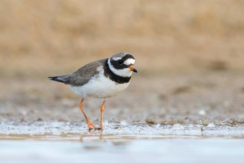 Common Ringed Plover (Charadrius hiaticula) foraging, North Rhine-Westphalia, Germany
