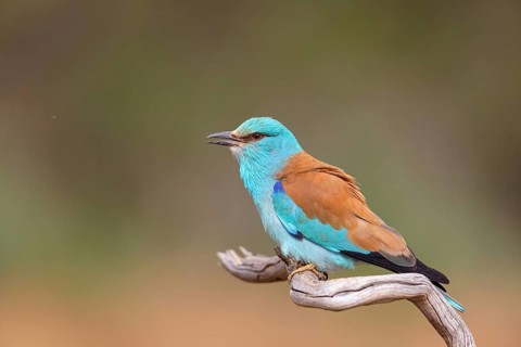 European roller (Coracias garrulus), on perch, Hides de El Taray / Roller Hide, Villafranca de los