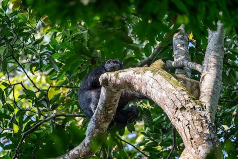 Chimpanzee (Pan Troglodytes), adult male feeding in the treetop in the jungle, Murchison Falls