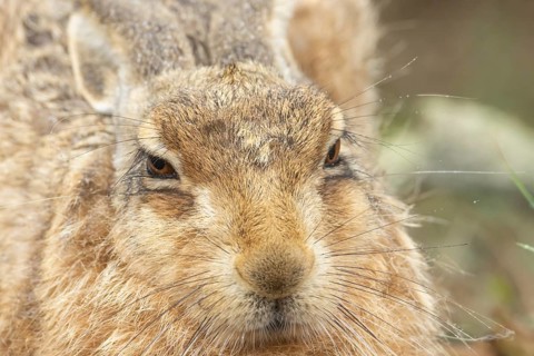 European brown hare (Lepus europaeus) adult animal head portrait, England, United Kingdom