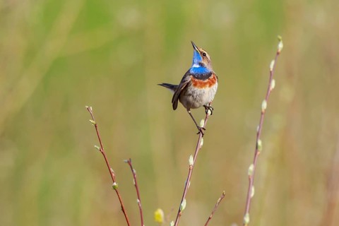 Bluethroat (Luscinia svecica cyanecula) male, Netherlands