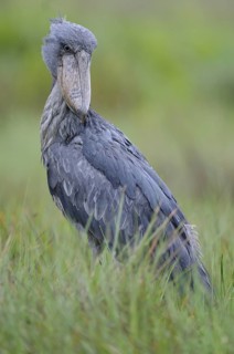 Shoebill (Balaeniceps rex), Uganda