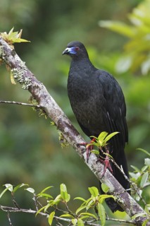 Black Guan (Chamaepetes unicolor) perched on a branch in Costa Rica, Central America