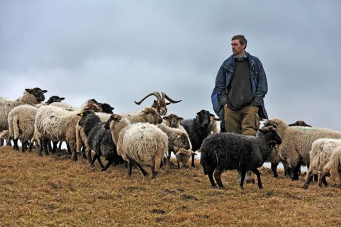 Jungbauer checks his sheep in bad weather, a goat in the middle, Kalkberg, Nesow,