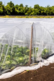 Chicory (Cichorium intybus) in mini-greenhouses at the Leibniz Institute of Plant Genetics and Crop