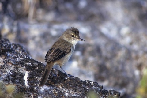 Millerbird, Nihoa Millerbird, Acrocephalus familiarus, endangered