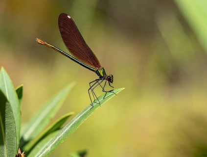 Dragonfly, Dragonfly, Dragonfly, Greece, Lesbos Island, (Crocothemis erythraea), Lesbos, Lesbos