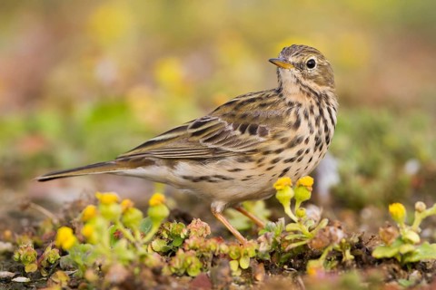 Meadow Pipit - Wiesenpieper - Anthus pratensis ssp. pratensis, Morocco