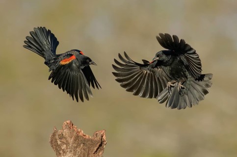 Red-winged Blackbird (Agelaius phoeniceus) two males fighting, Texas, USA