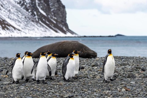 King penguins (Aptenodytes patagonicus), group on pebble beach with resting Southern elephant seal