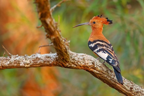 African Hoopoe, African Hoopoe, (Upupa africana), Ithala Game Reserve, Louwsburg, KwaZulu-Natal,