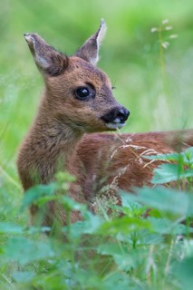 Western Roe Deer (Capreolus capreolus) fawn in grassland, Lower Saxony, Germany