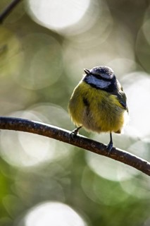 Blue Tit, Cyanistes Caeruleus