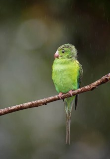 Plain Parakeet (Brotogeris tirica) perched on a branch, Atlantic rainforest, Brazil