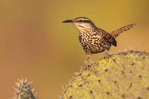 Boucard's Wren (Campylorhynchus jocosus) perched on a cactus in Oaxaca, Mexico