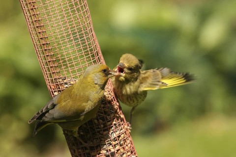 European Greenfinch (Chloris chloris) juvenile, Lower Saxony, Germany