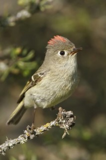 Ruby-crowned Kinglet (Regulus calendula), Manitoba, Canada