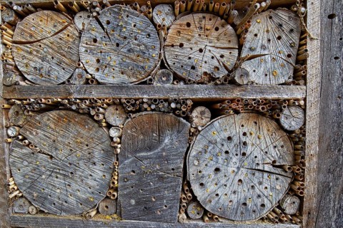 Insect hotel, nesting aid, animals, insects, beech, beech trunk, Baden-Württemberg, Federal