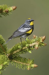 Audubon's Warbler (Setophaga auduboni), Montana, USA