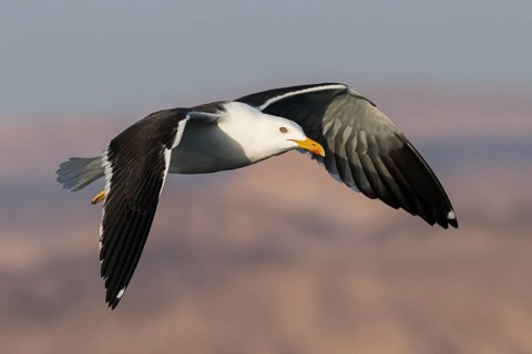 Lesser Black-backed Gull (Larus fuscus) flying, Eilat, Israel