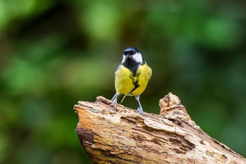 Great tit (Parus major) sitting on an old wrotten tree trunk at a swamp, Bavaria, Germany