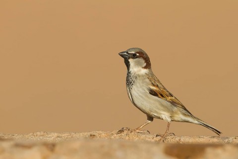 House Sparrow - Haussperling - Passer domesticus ssp. tingitanus, adult male, Morocco
