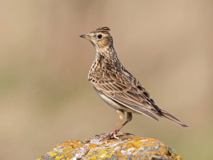 Eurasian Skylark (Alauda arvensis), United Kingdom