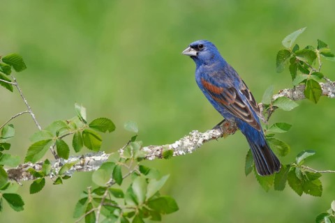 Blue Grosbeak (Passerina caerulea) male perched on a branch, Texas, USA