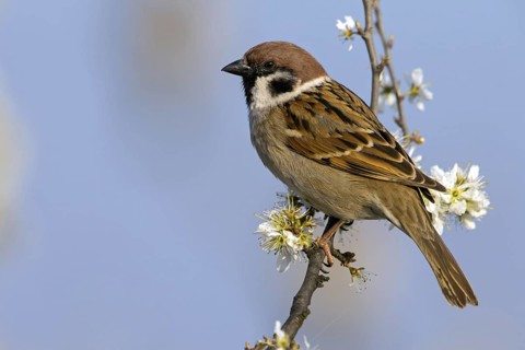 Tree sparrow, field sparrow, family of sparrows, (Passer montanus), animals, birds, songbirds,