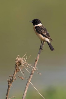 Siberian Stonechat (Saxicola maurus) male, Phetchaburi, Thailand