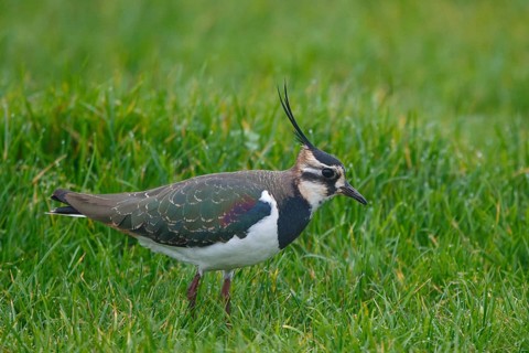 Northern Lapwing (Vanellus vanellus), Netherlands
